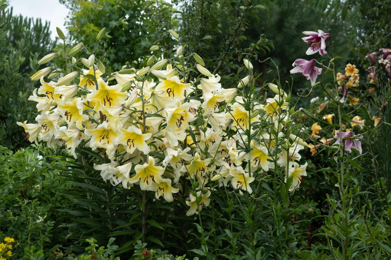 Benger Garden Chalets Millers Flat エクステリア 写真